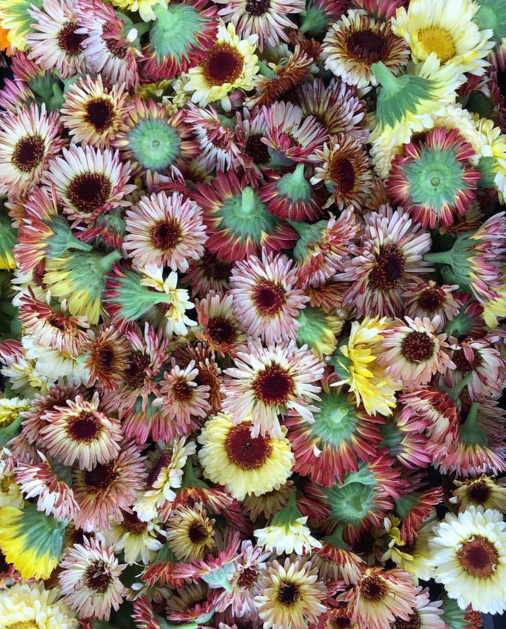 Fancy Mix Calendula Seeds