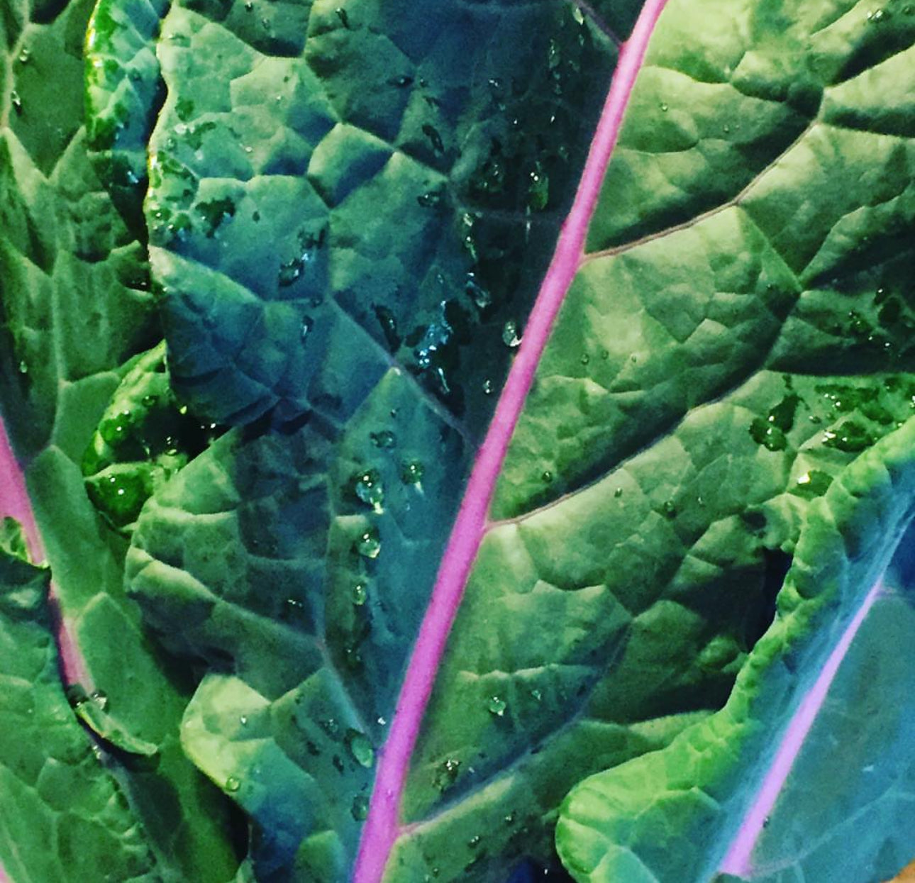 Dazzling Blue Kale Seeds