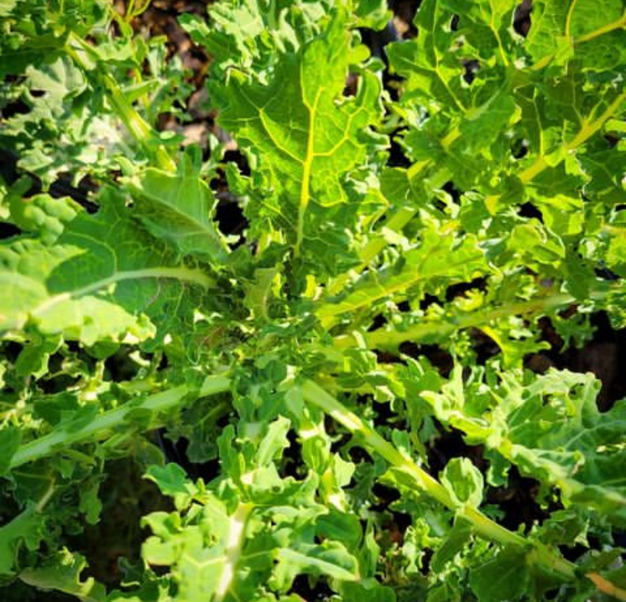 White Russian Kale Seeds