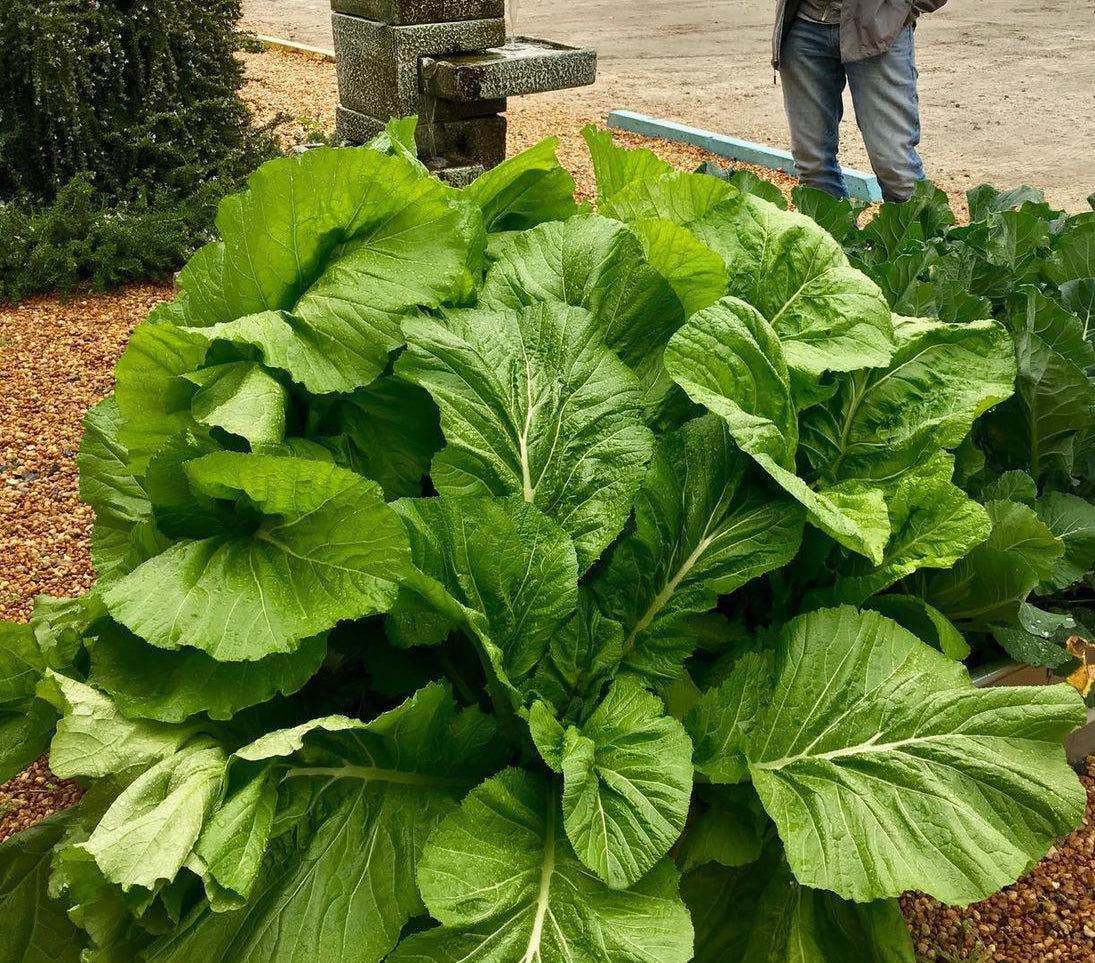 Florida Broadleaf Mustard Seeds