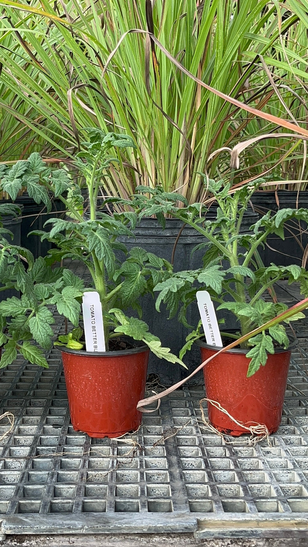 PREORDER Better Bush Tomato Plants
