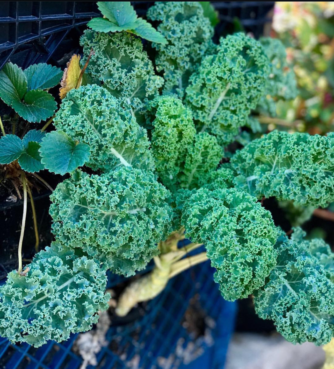 Vates Blue Scotch Curled Kale Seeds