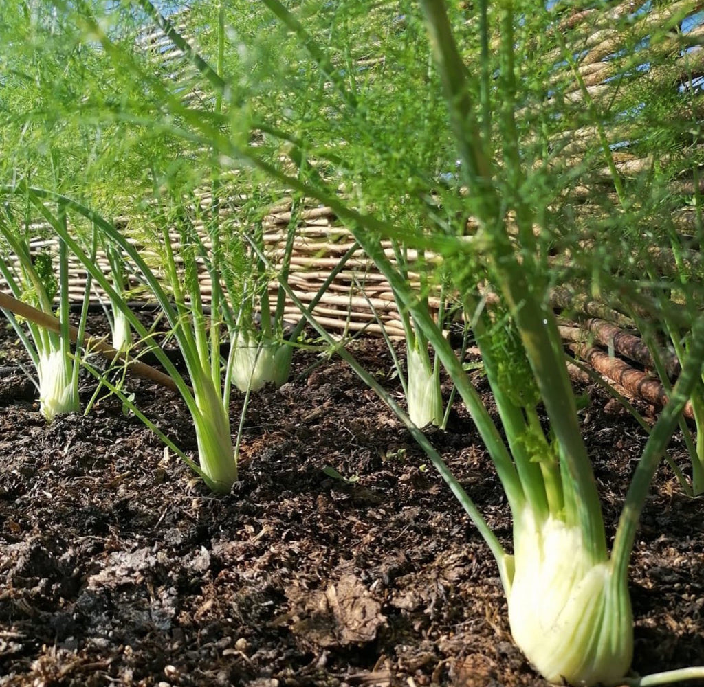 Sweet Fennel (Florence) Heirloom Seeds