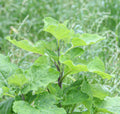 Ha Gobo Burdock Heirloom Seeds