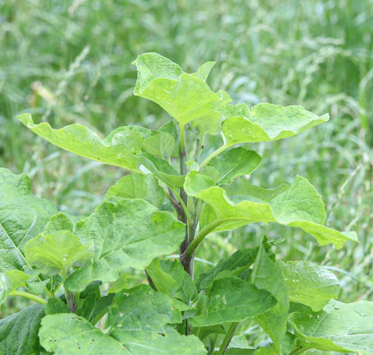 Ha Gobo Burdock Heirloom Seeds