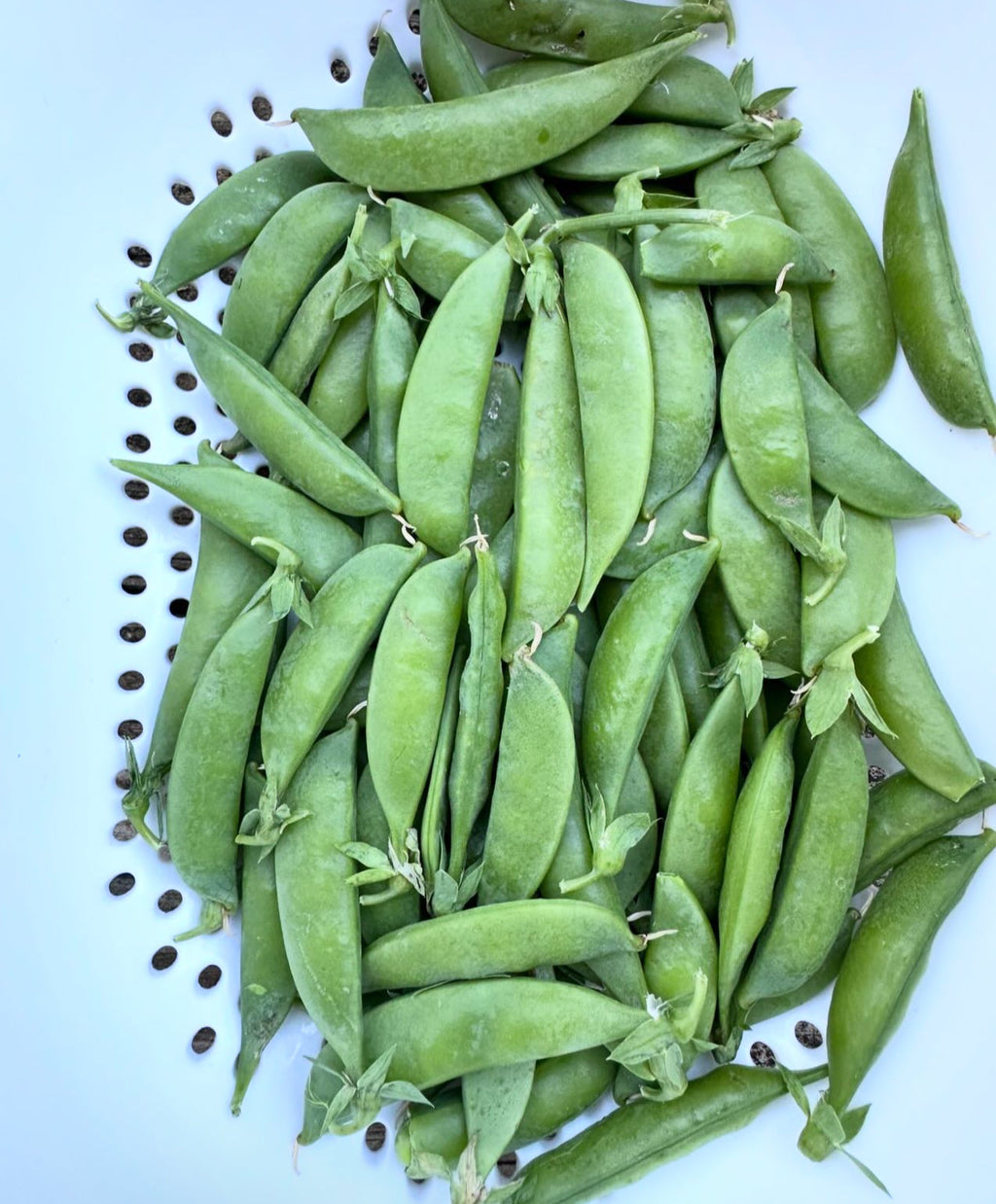 Sugar Ann Snap Peas Seeds