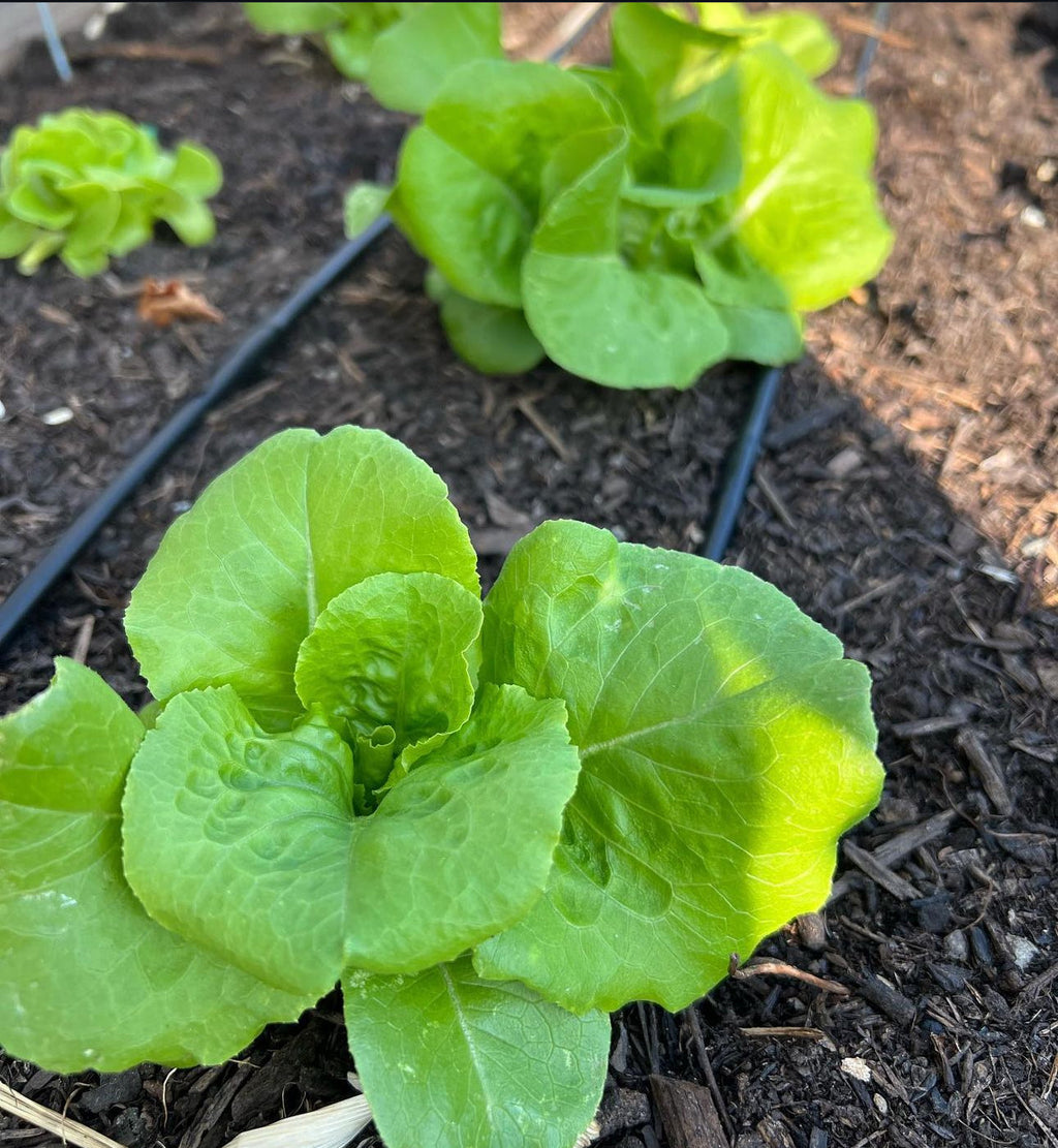 Buttercrunch Lettuce Seeds