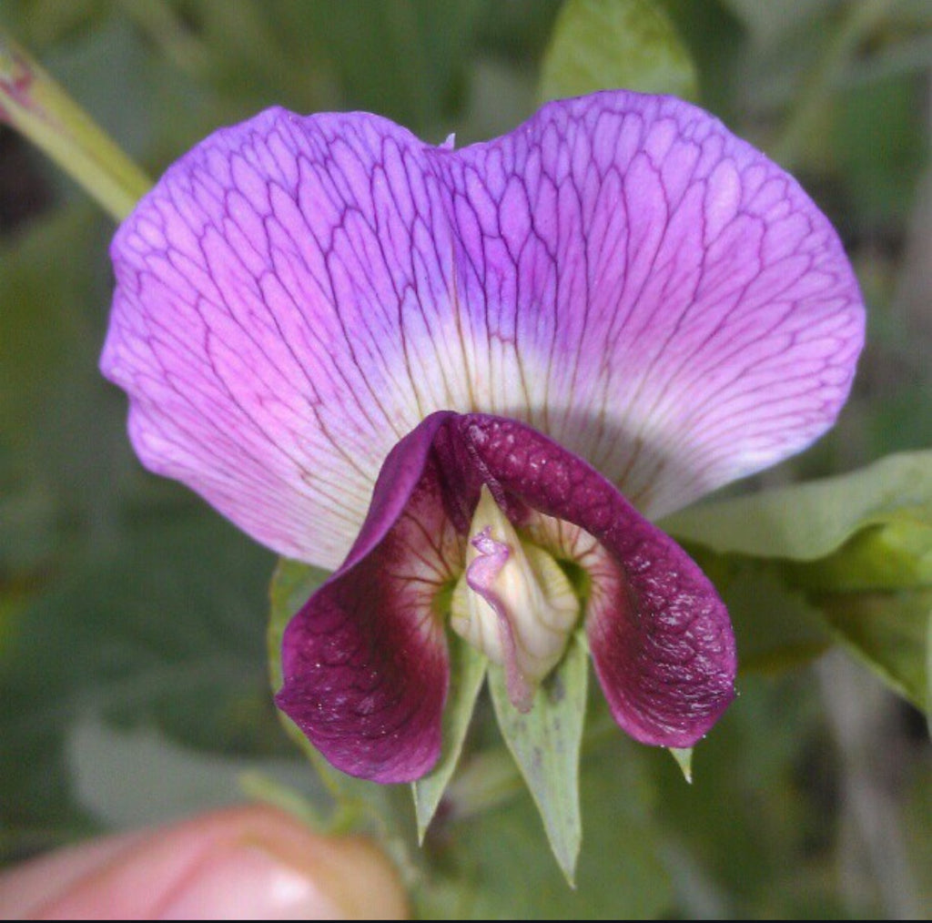 Purple Magnolia Snap Pea Seeds