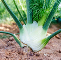 Sweet Fennel (Florence) Heirloom Seeds