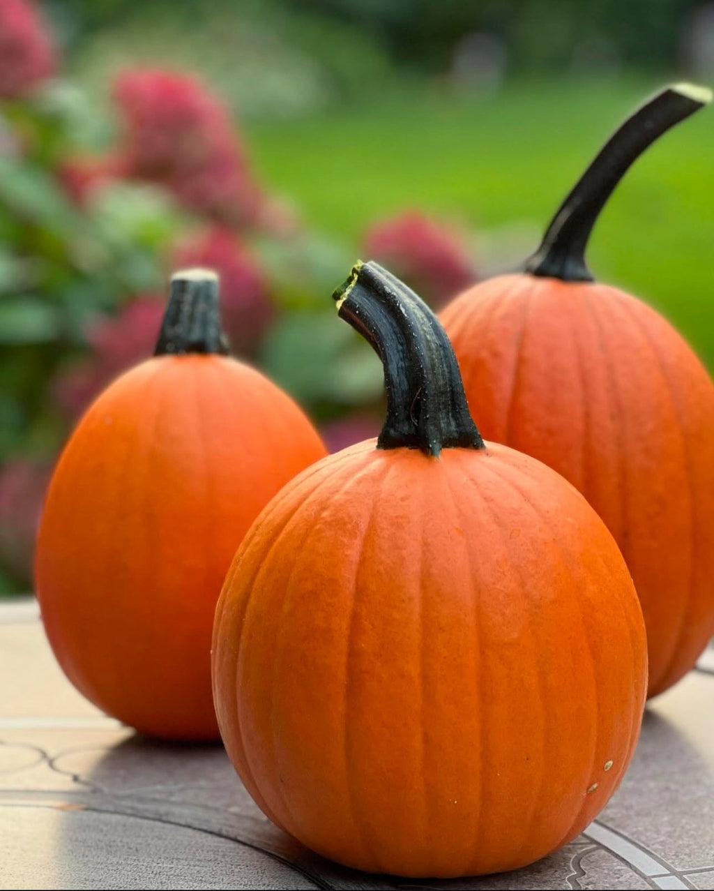Sugar Pie Pumpkin Heirloom Seeds