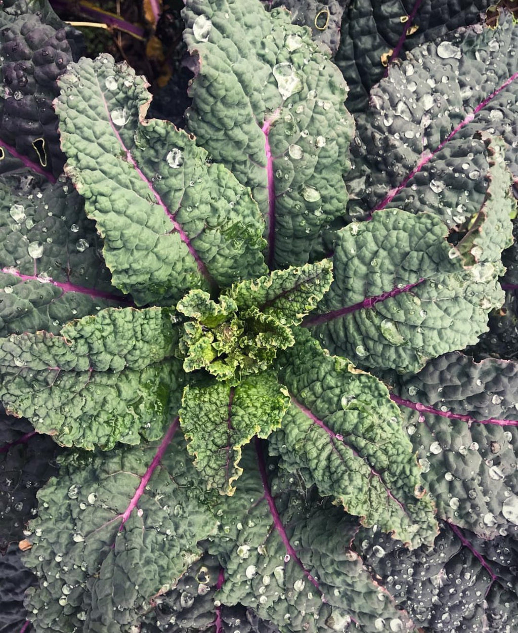 Dazzling Blue Kale Seeds