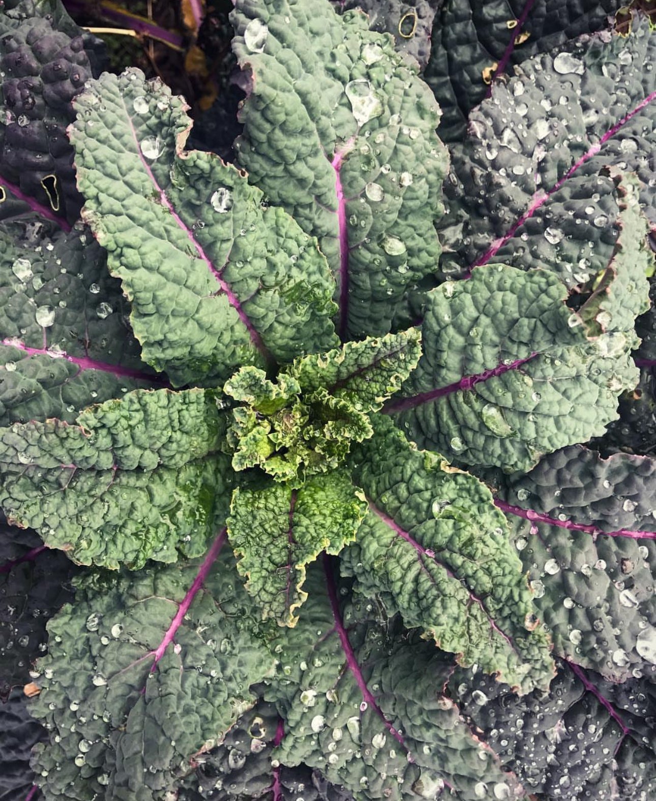 Dazzling Blue Kale Seeds