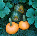 Sugar Pie Pumpkin Heirloom Seeds