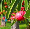 Patio Dragon Fruit - White 1-year-Old