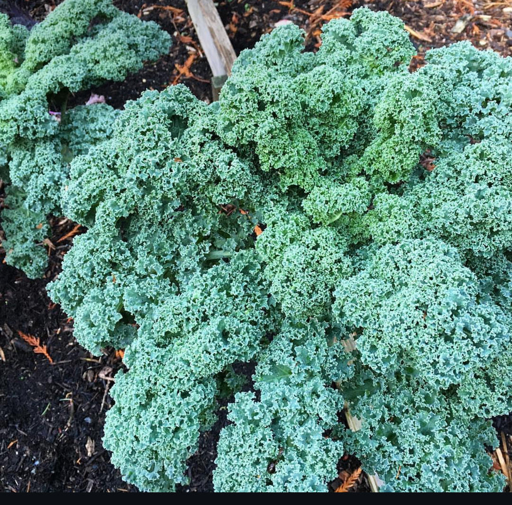Vates Blue Scotch Curled Kale Seeds