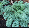 Vates Blue Scotch Curled Kale Seeds