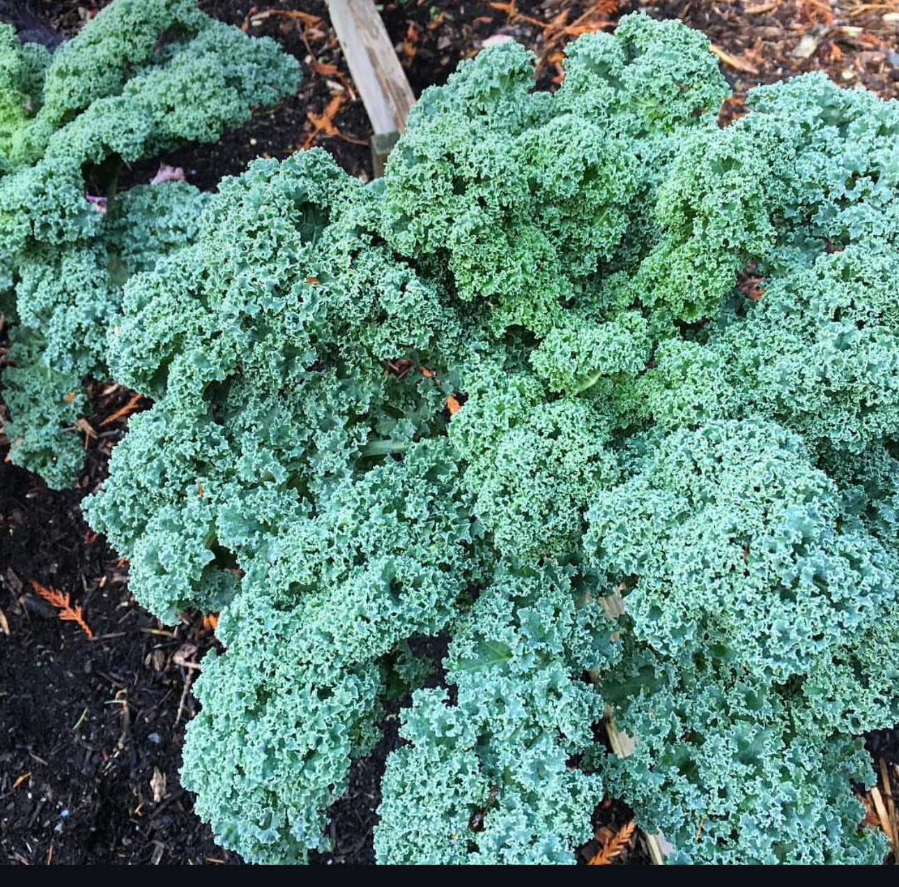 Vates Blue Scotch Curled Kale Seeds