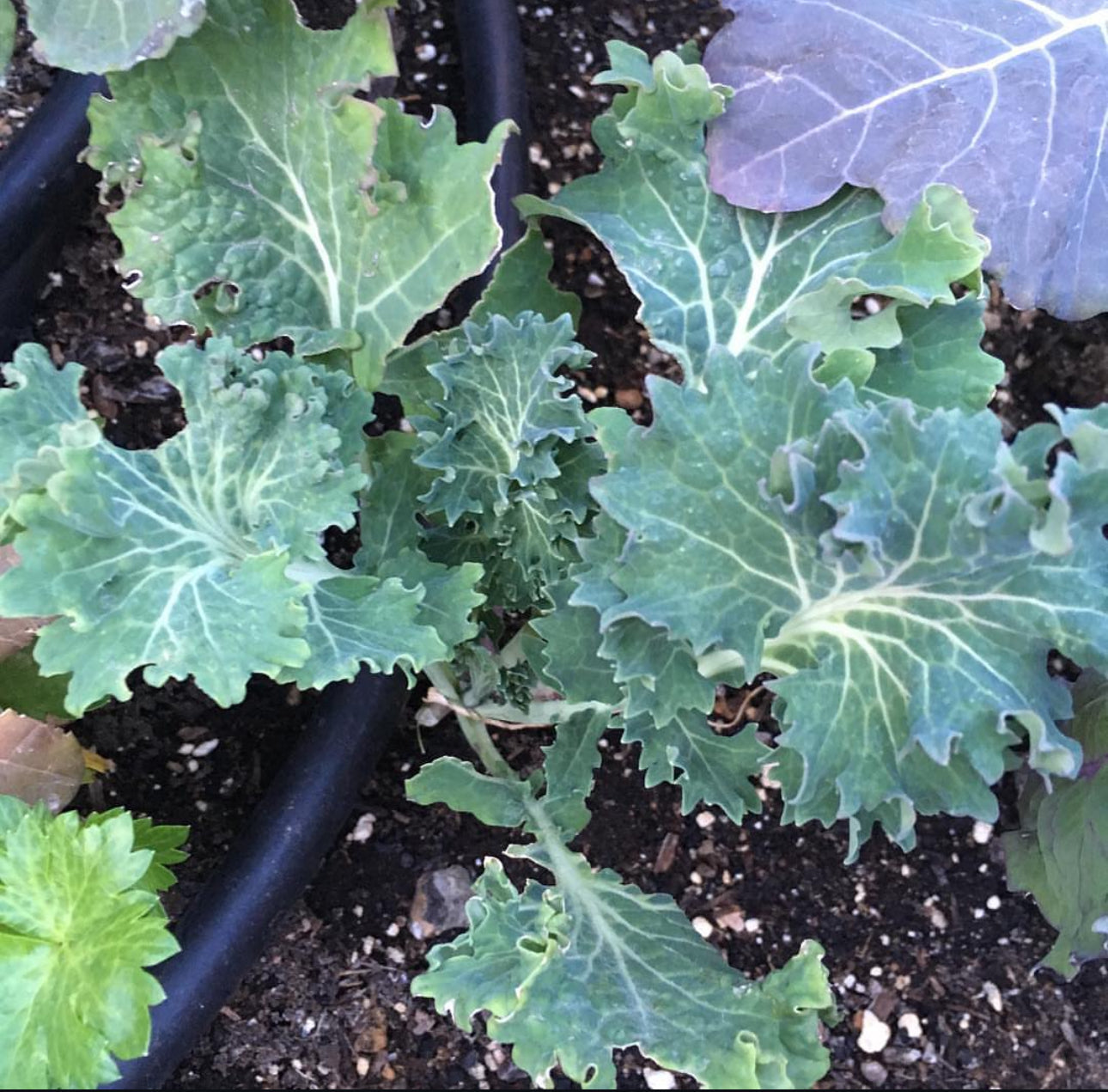 White Russian Kale Seeds