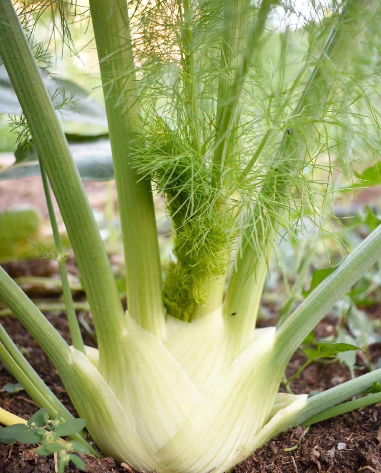 Sweet Fennel (Florence) Heirloom Seeds