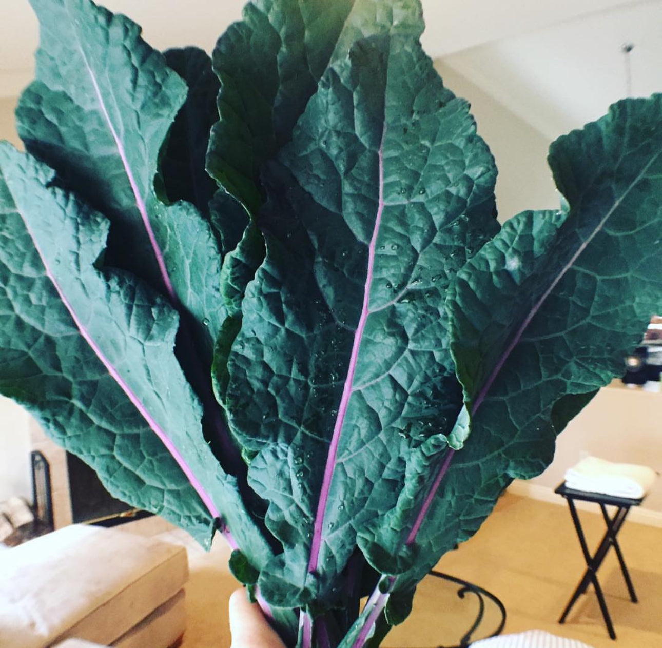 Dazzling Blue Kale Seeds