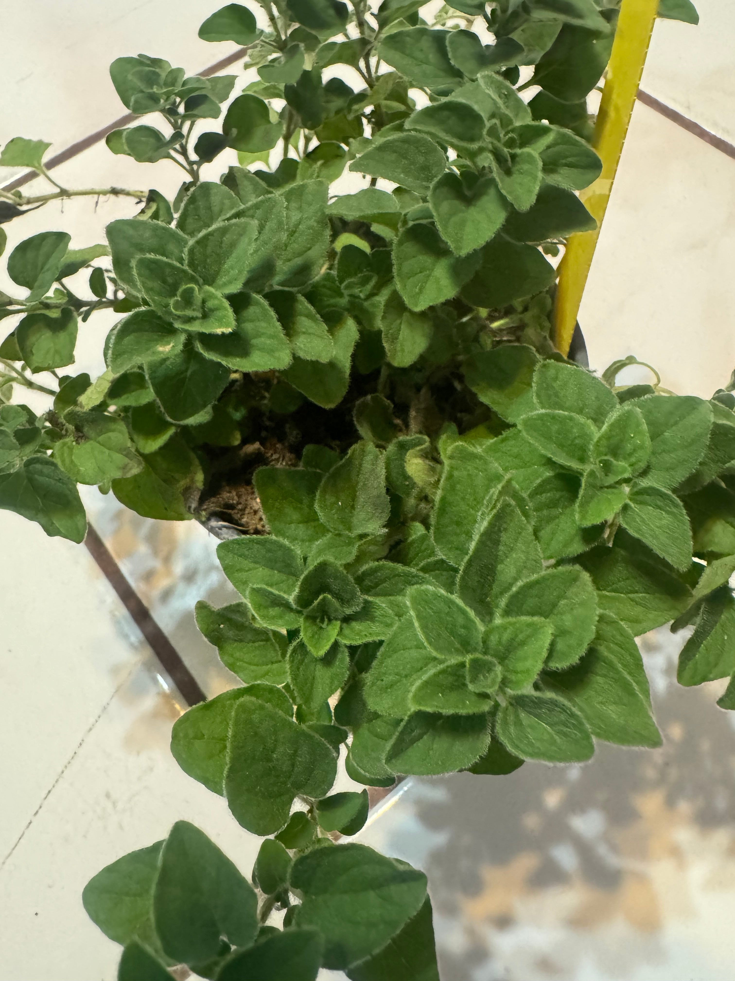 Oregano "Hot and Spicy"