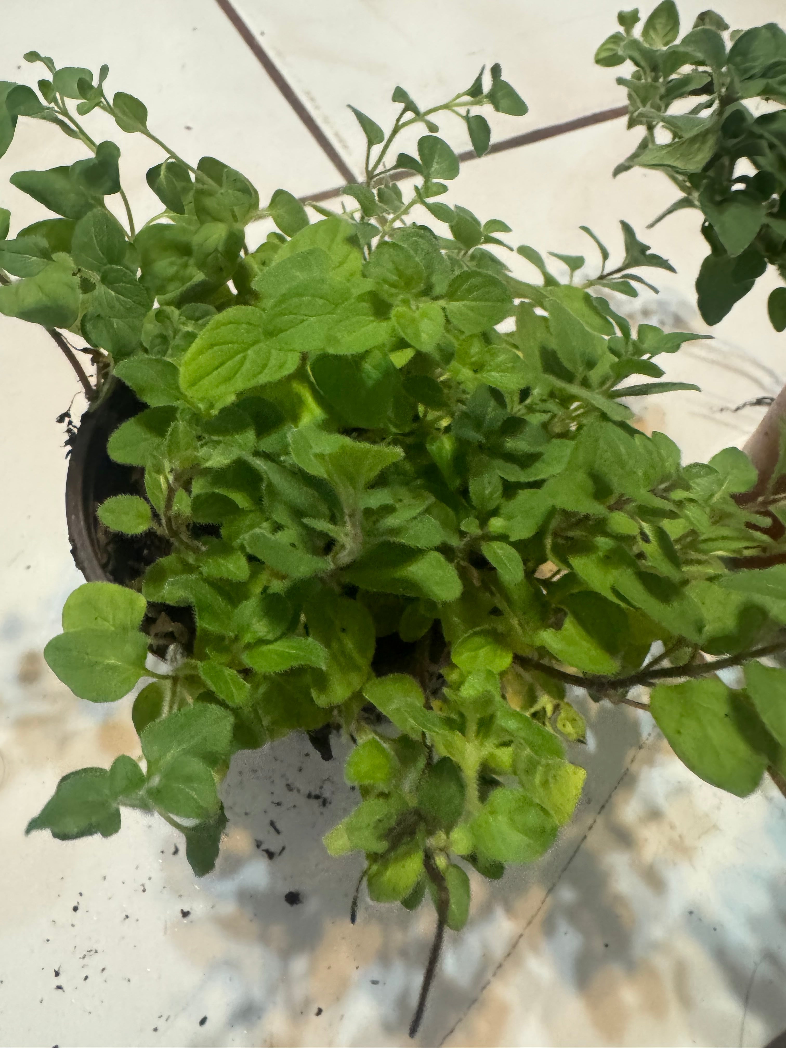 Oregano "Hot and Spicy"