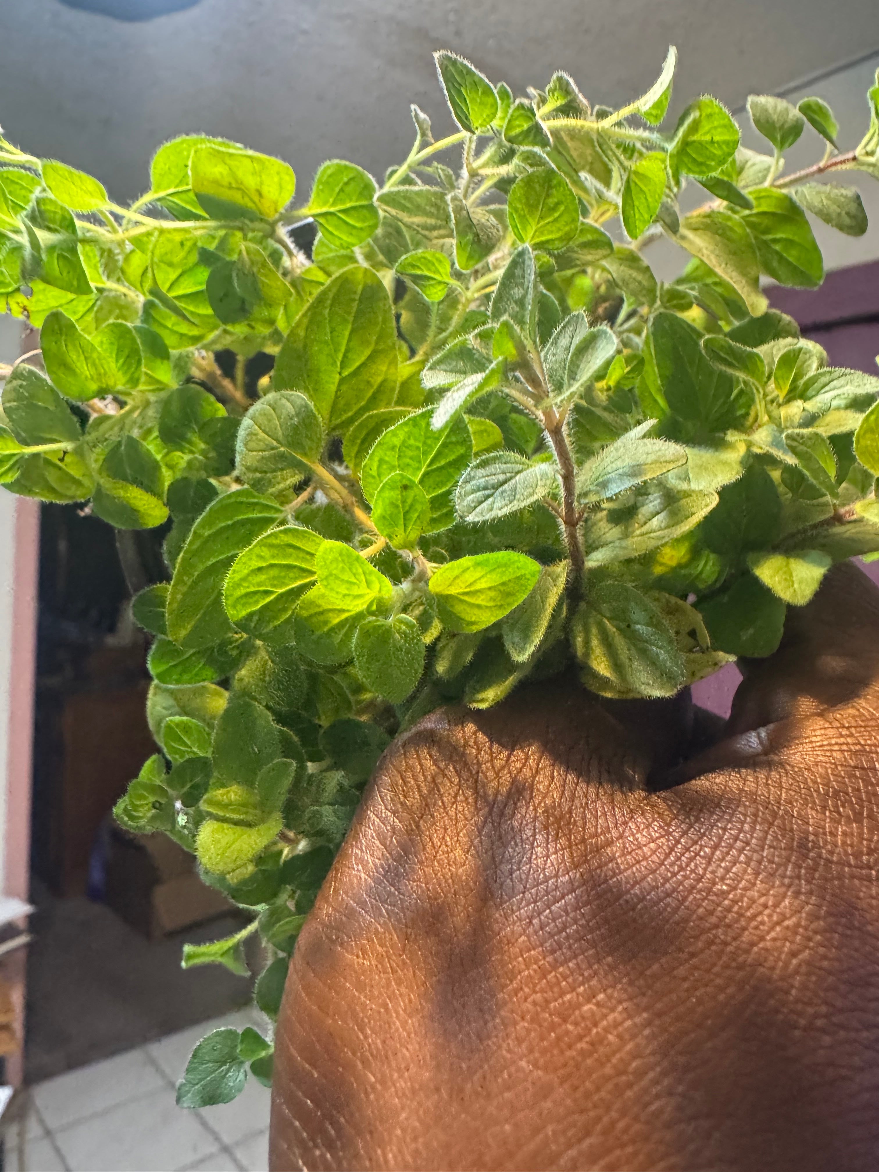 Oregano "Hot and Spicy"