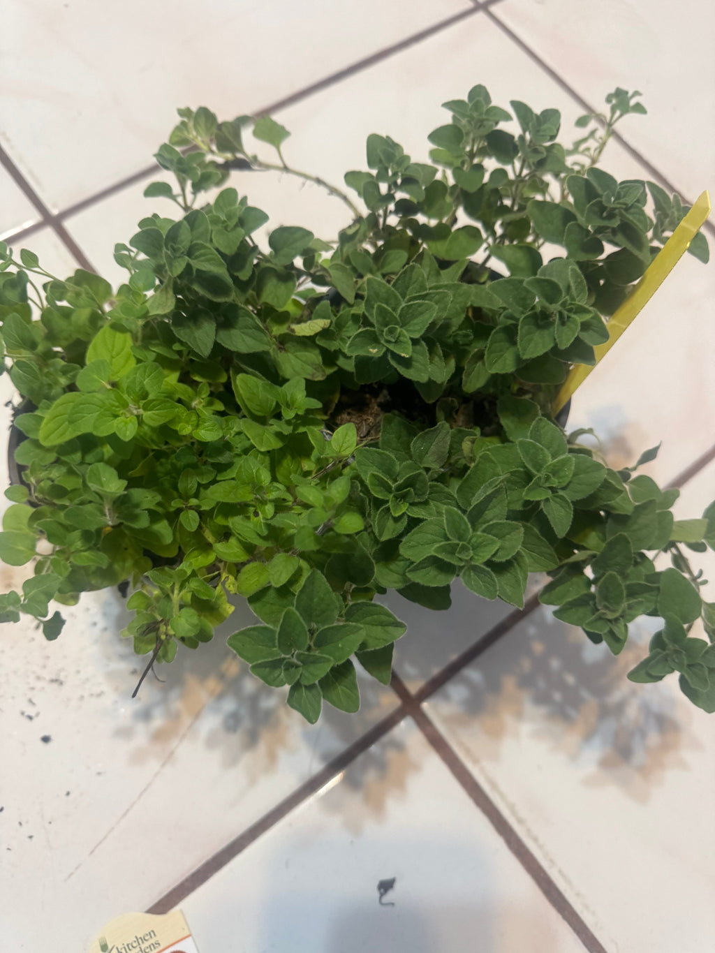 Regular Cooking Oregano Plant