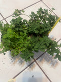 Regular Cooking Oregano Plant