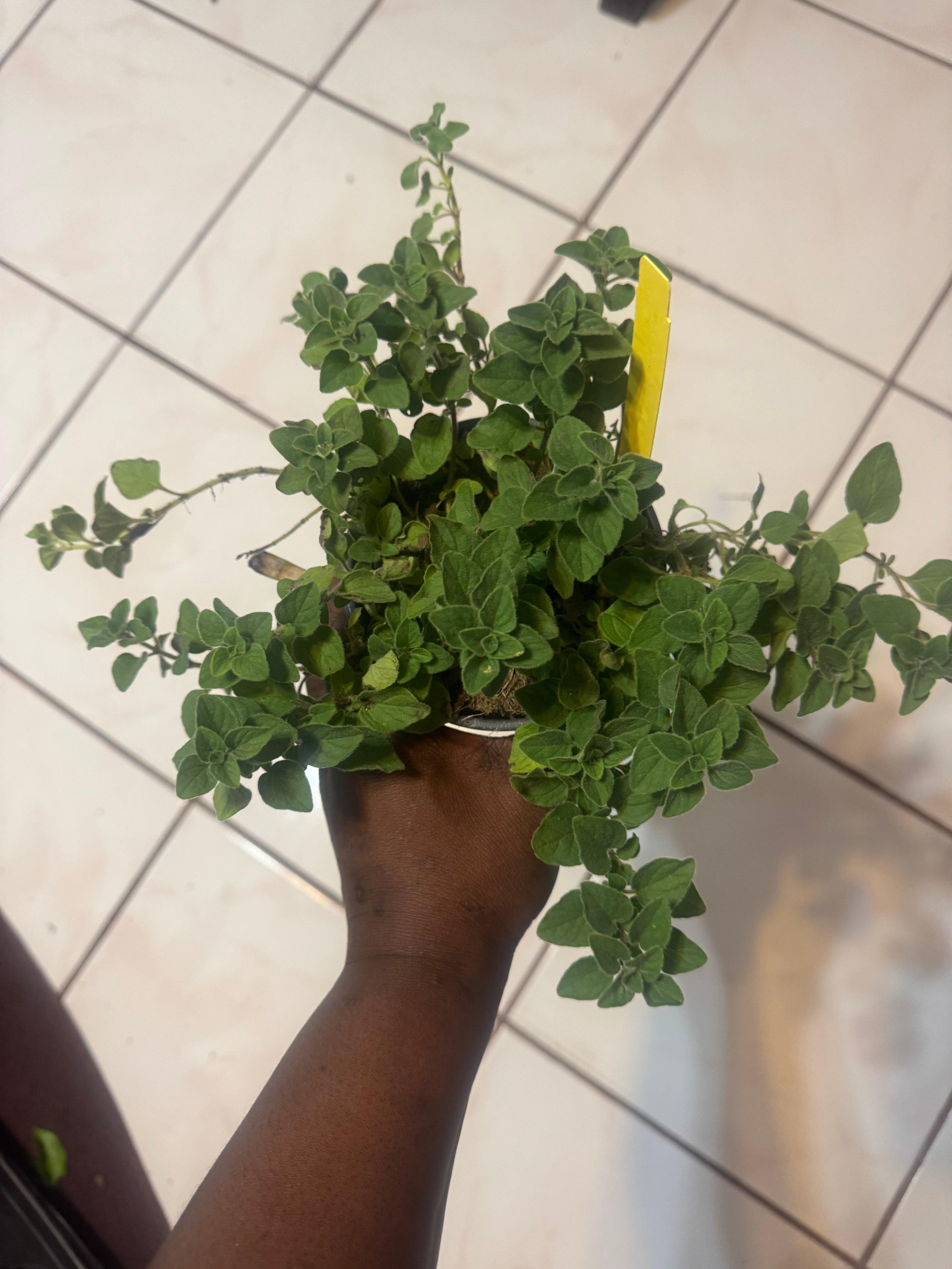 Oregano "Hot and Spicy"