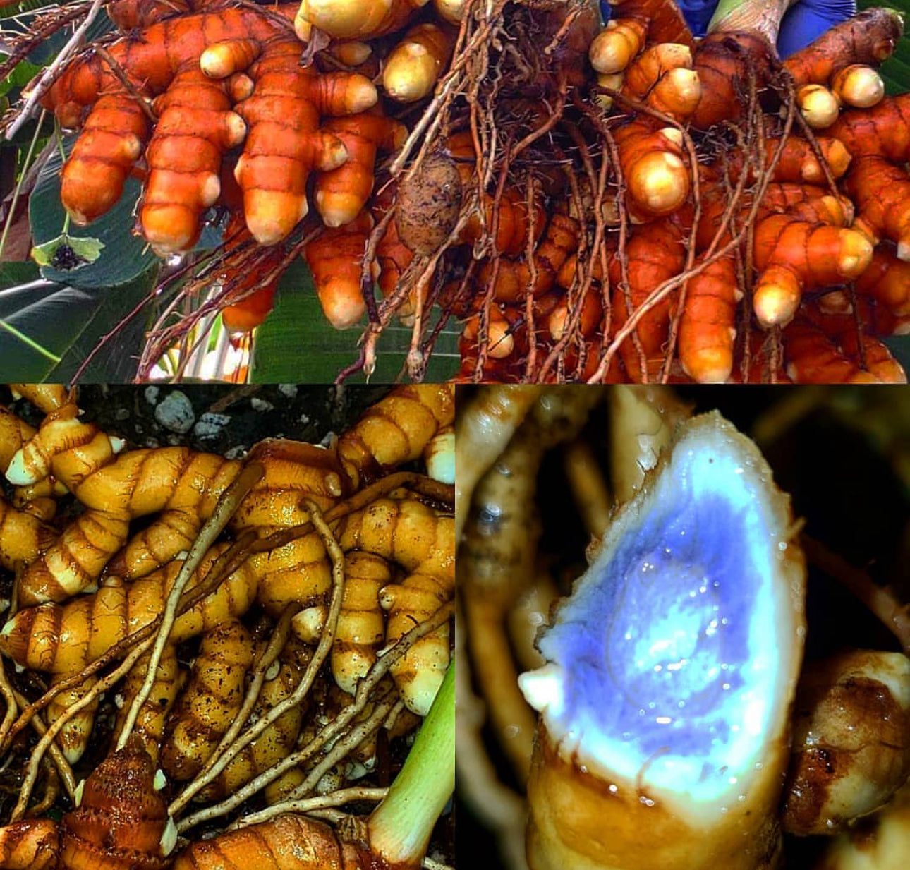 Indira Yellow Turmeric—4 in