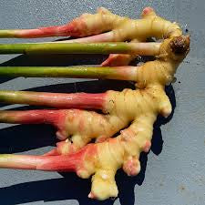 PREORDER Rainbow Turmeric and Ginger Variety Mix