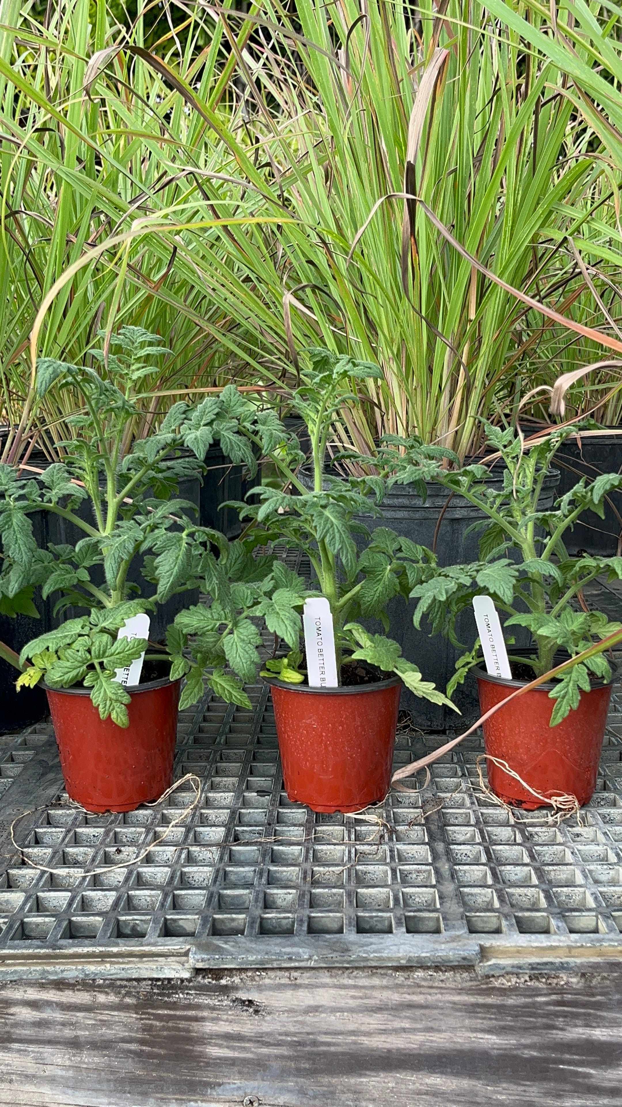 PREORDER Better Bush Tomato Plants