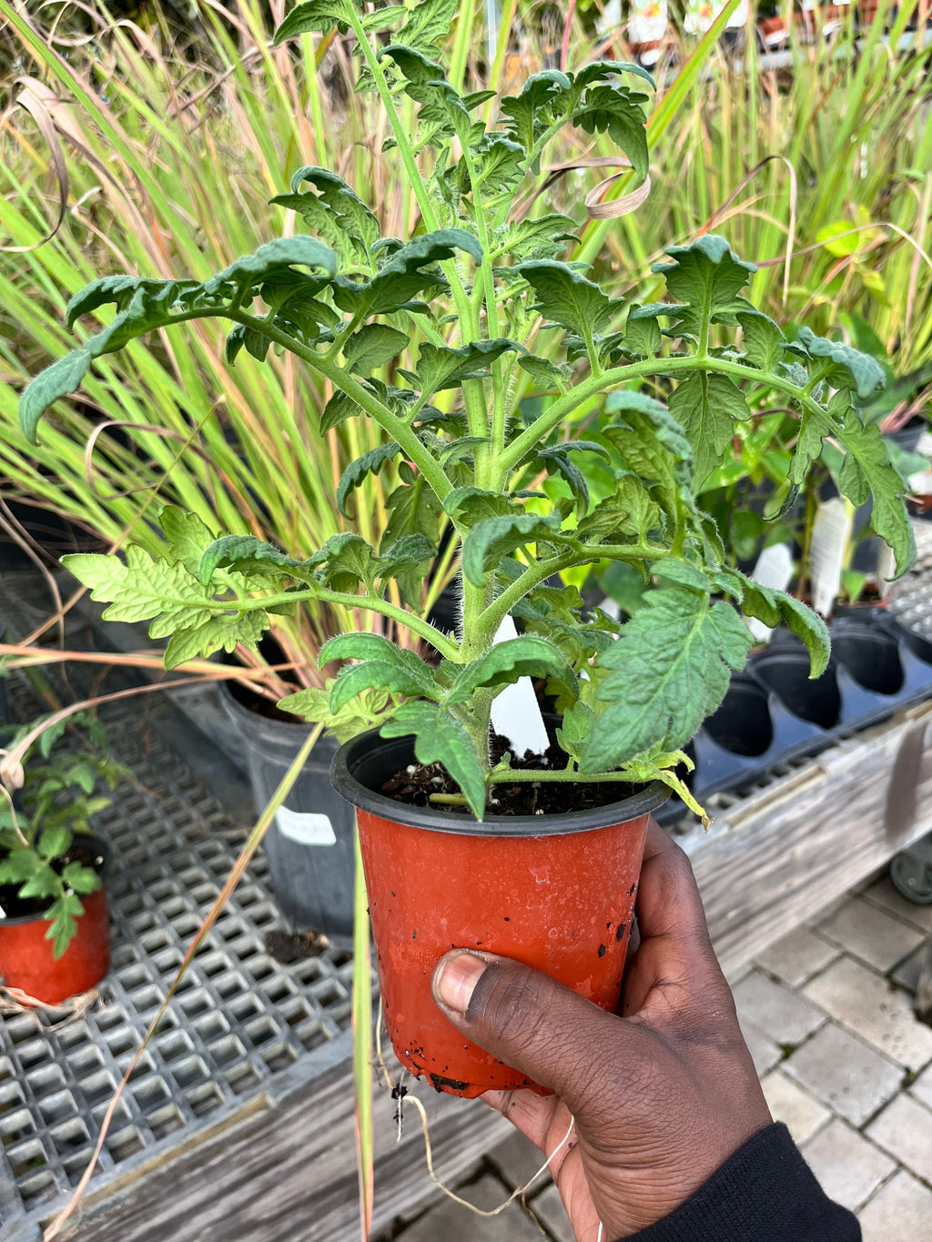 PREORDER Better Bush Tomato Plants