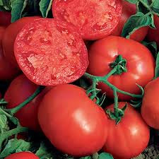 PREORDER Better Bush Tomato Plants