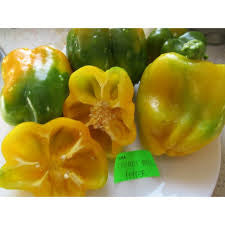Canary Yellow Sweet Bell Pepper Seeds