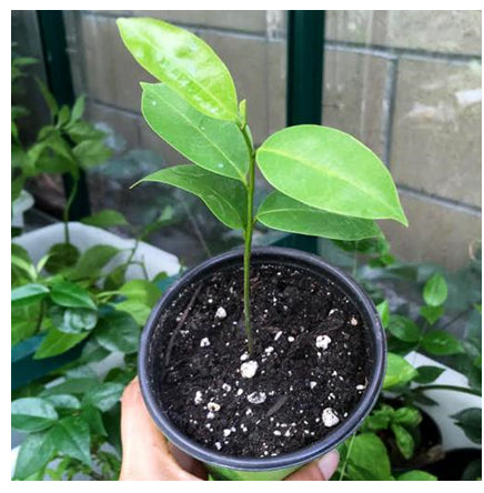 PREORDER Soursop Tree Seedling
