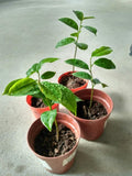 PREORDER Soursop Tree Seedling