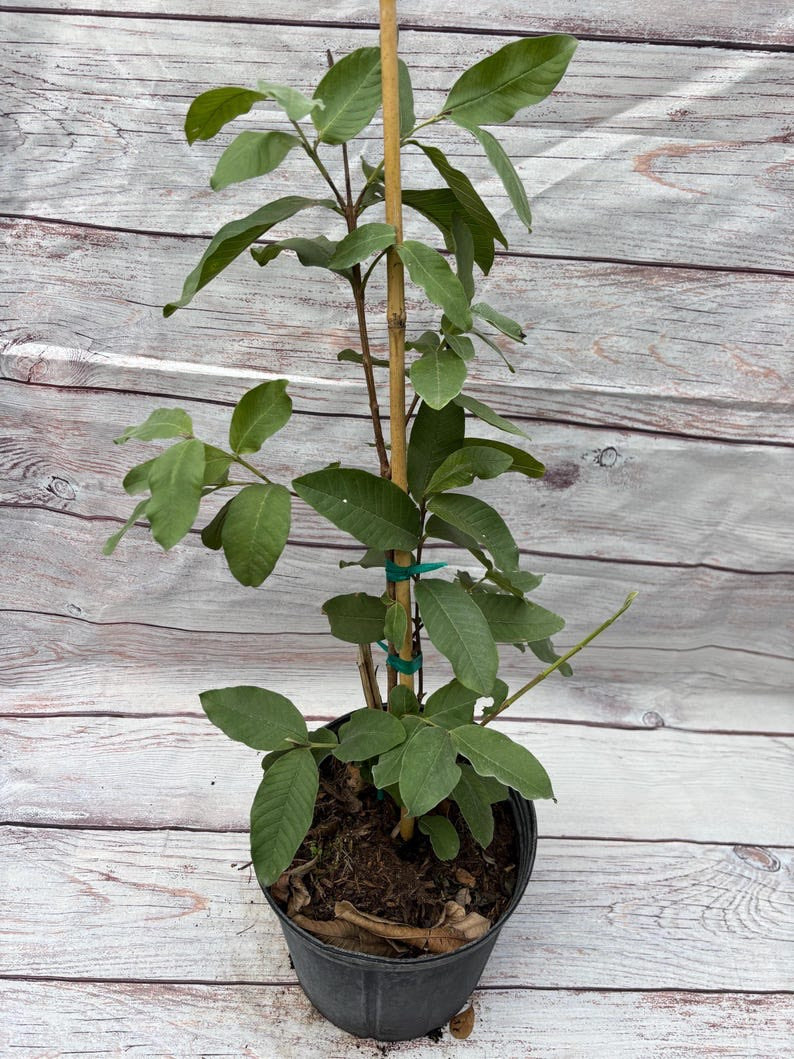 Patio Dwarf Pineapple Guava