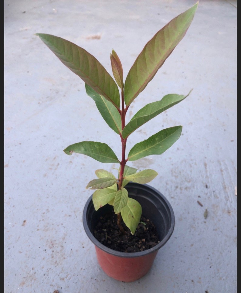 Patio Dwarf Pineapple Guava