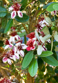 Patio Dwarf Pineapple Guava