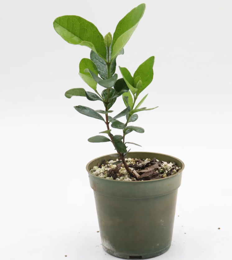 Patio Dwarf Pineapple Guava
