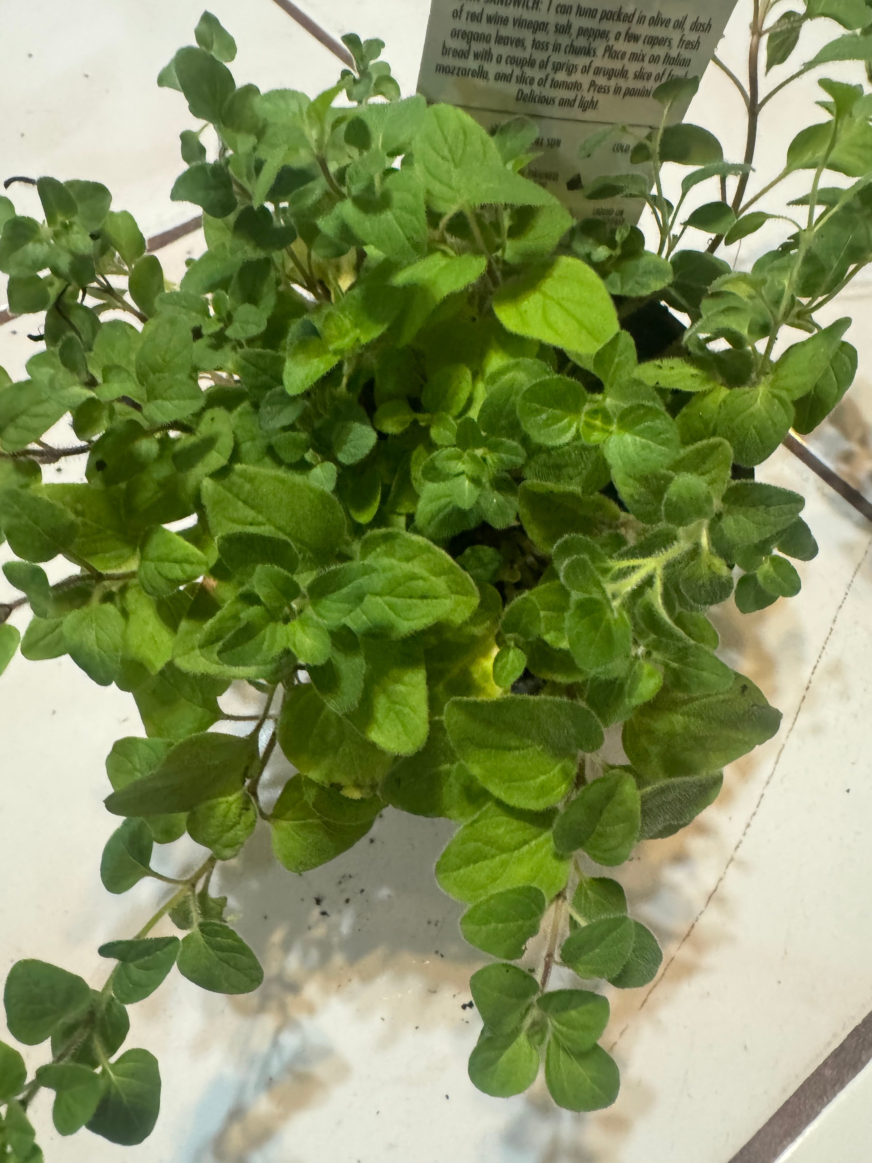 Oregano "Hot and Spicy"