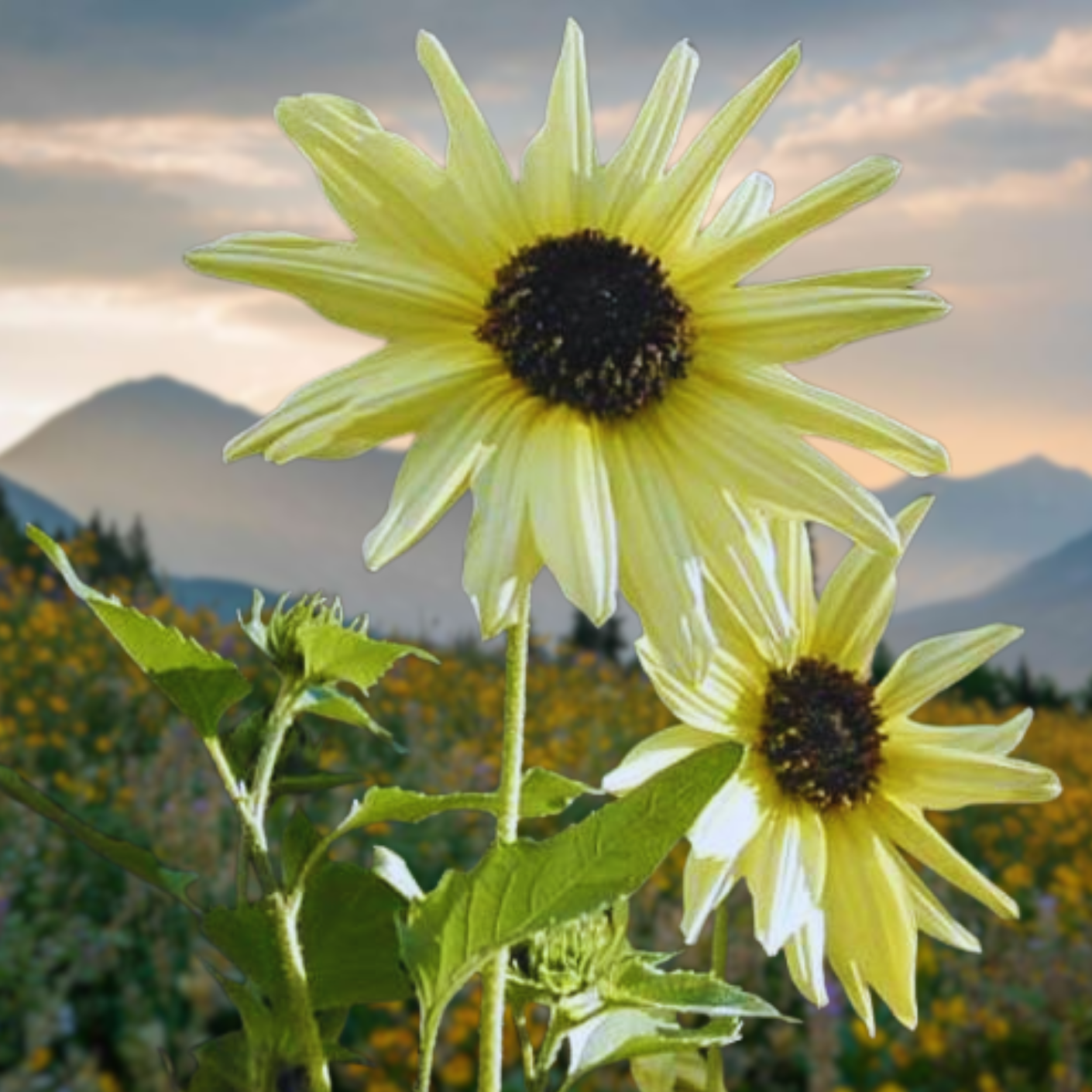 Italian White Sunflower Seeds