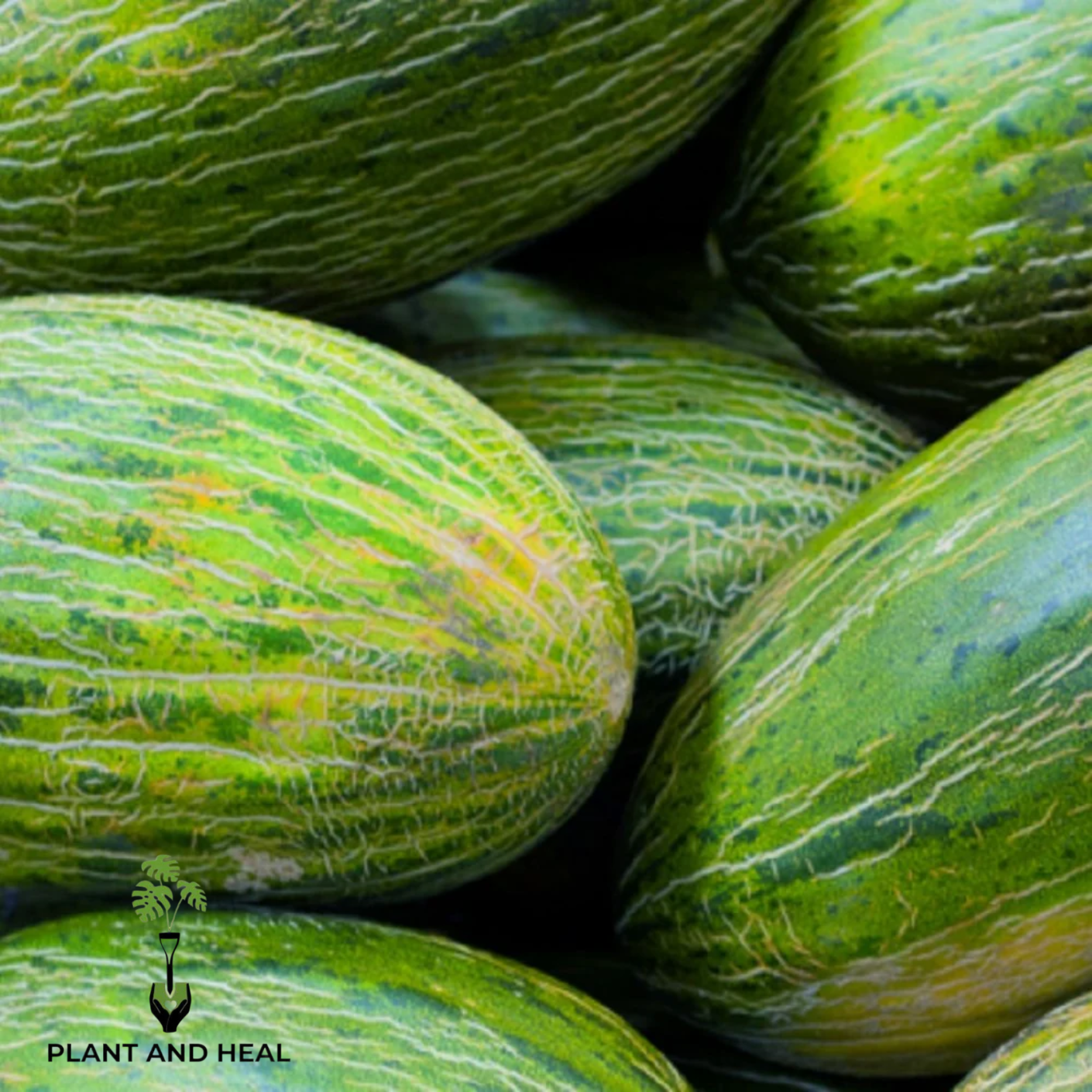 Late Valencia Melon Seeds