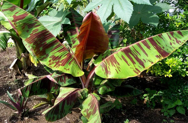 Zebrina X (Blood) Banana- RARE