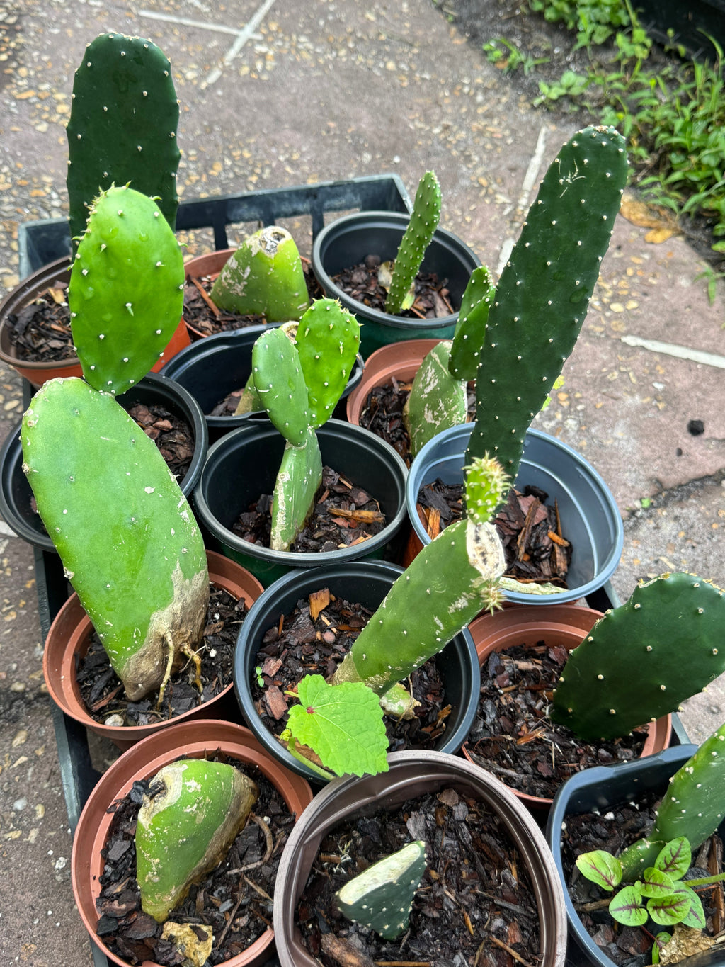 Nopales Cactus