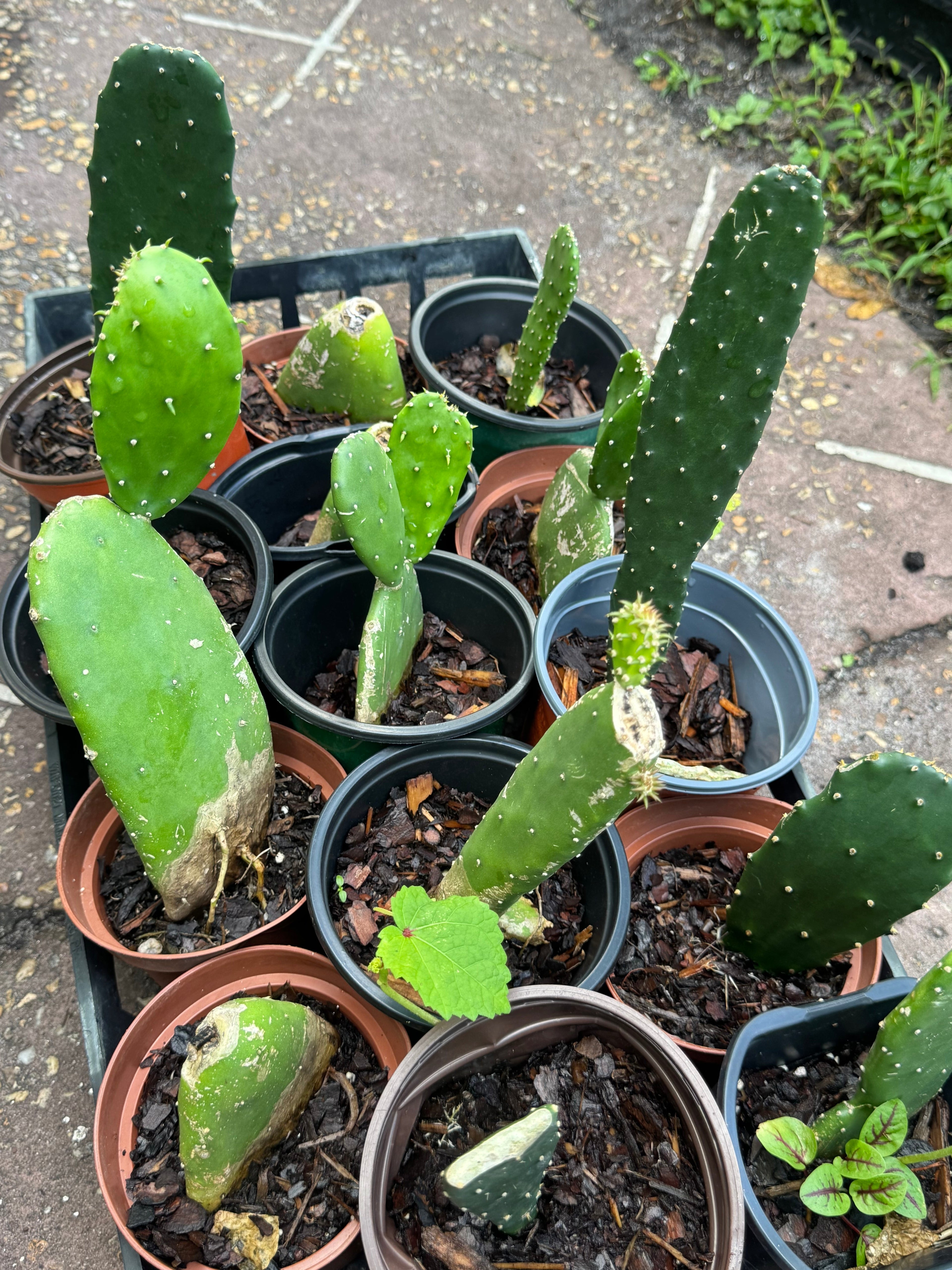 Nopales Cactus