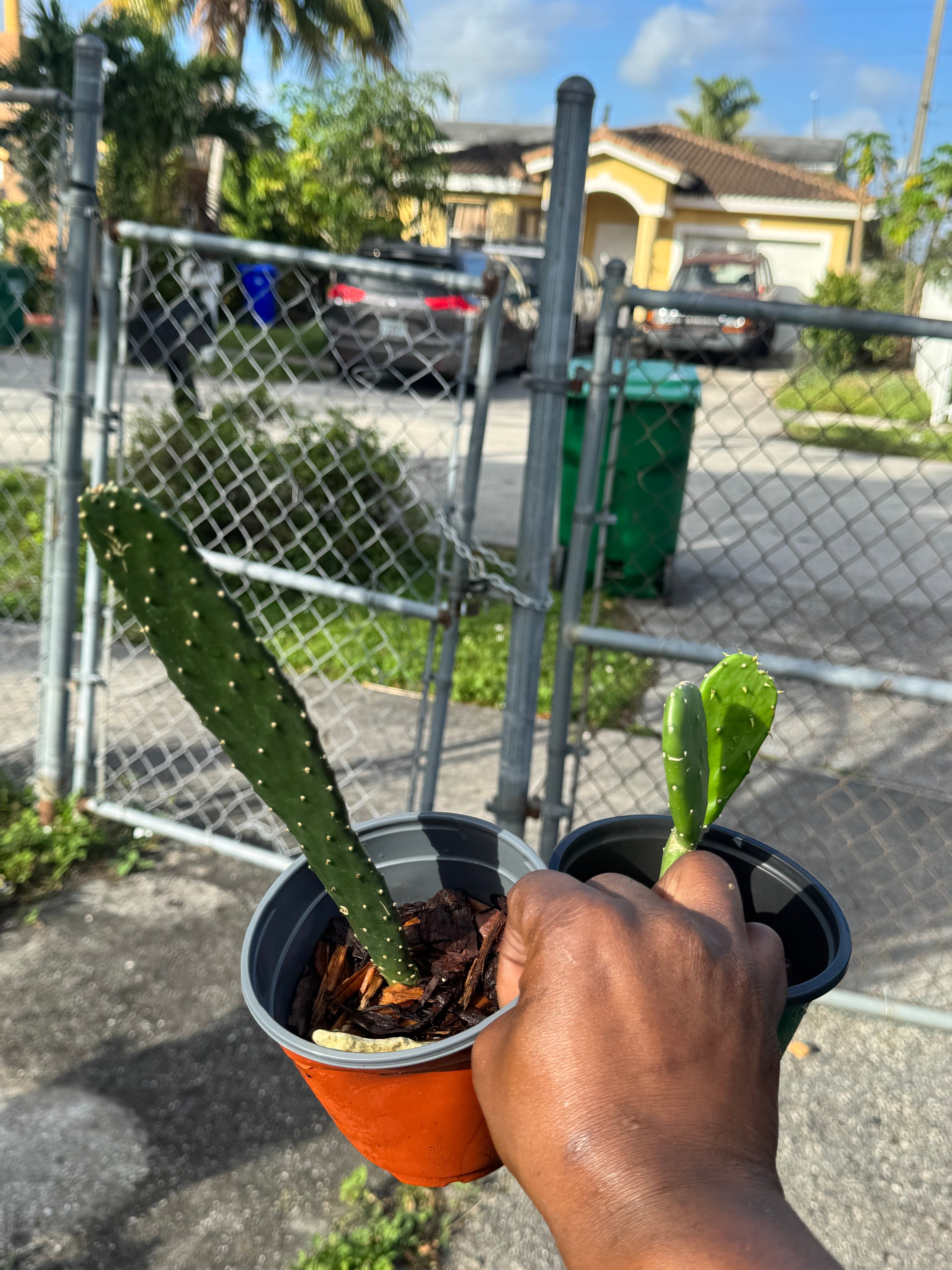 Nopales Cactus