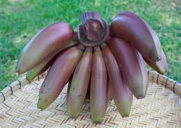 Red Dacca (Cuban) Banana - RARE